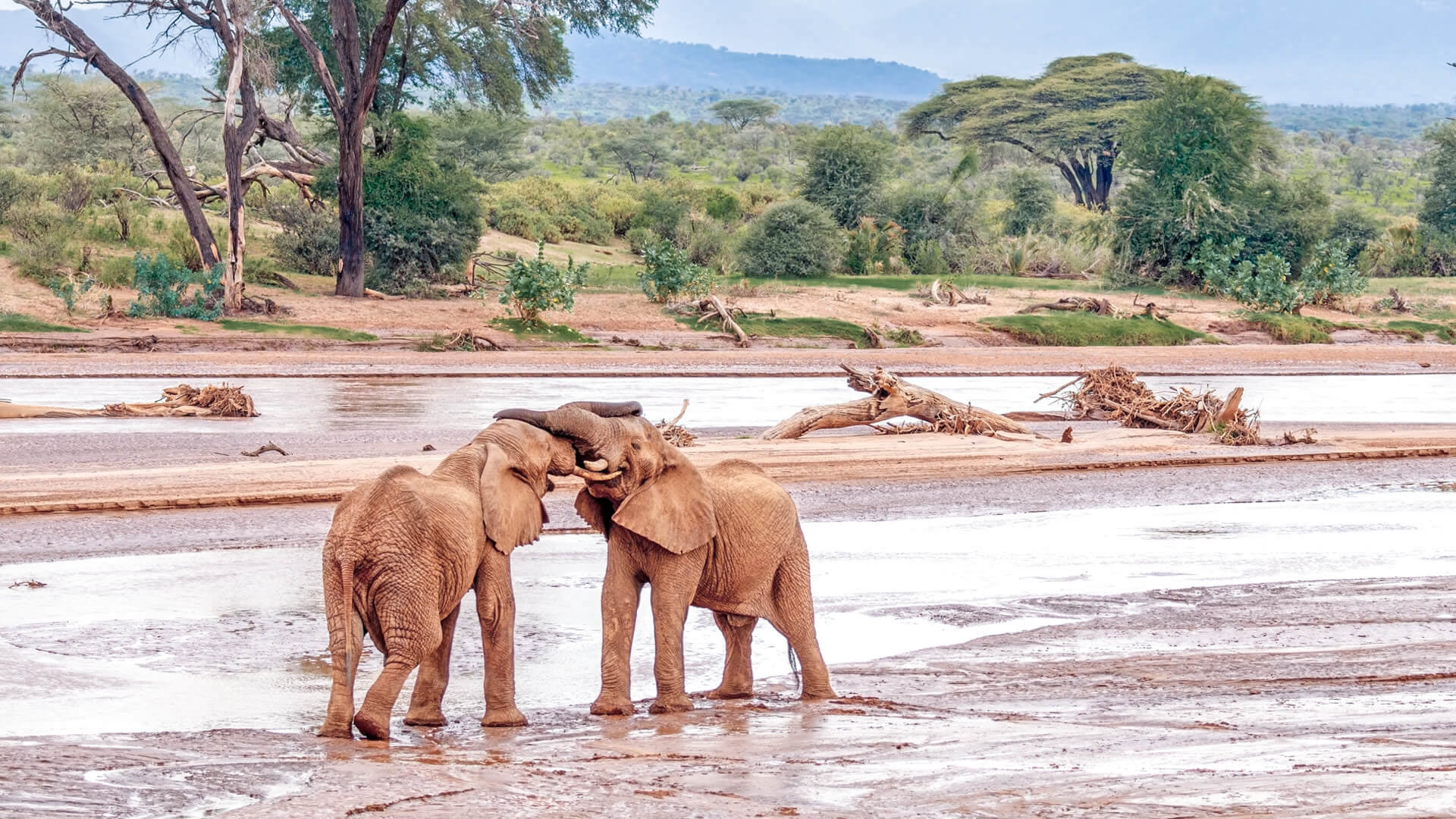 Top things to do In Samburu national Reserve on Kenya wildlife safari
